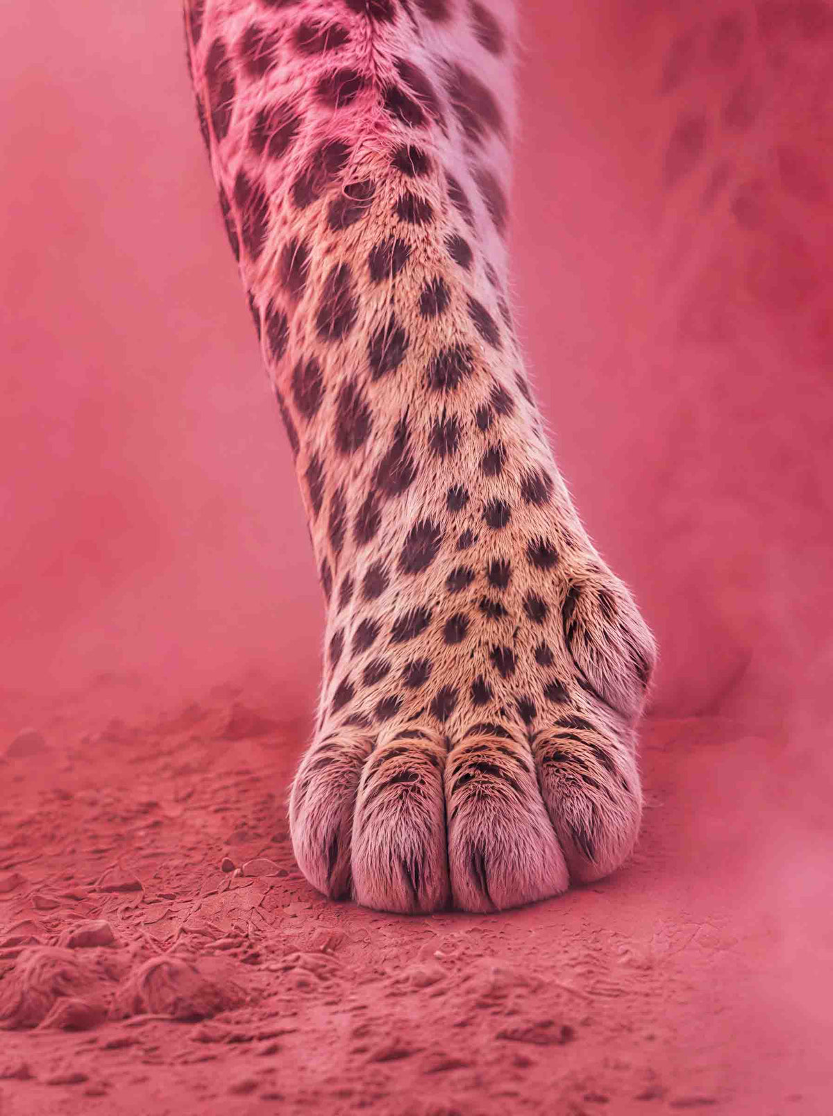 Pink Instinct