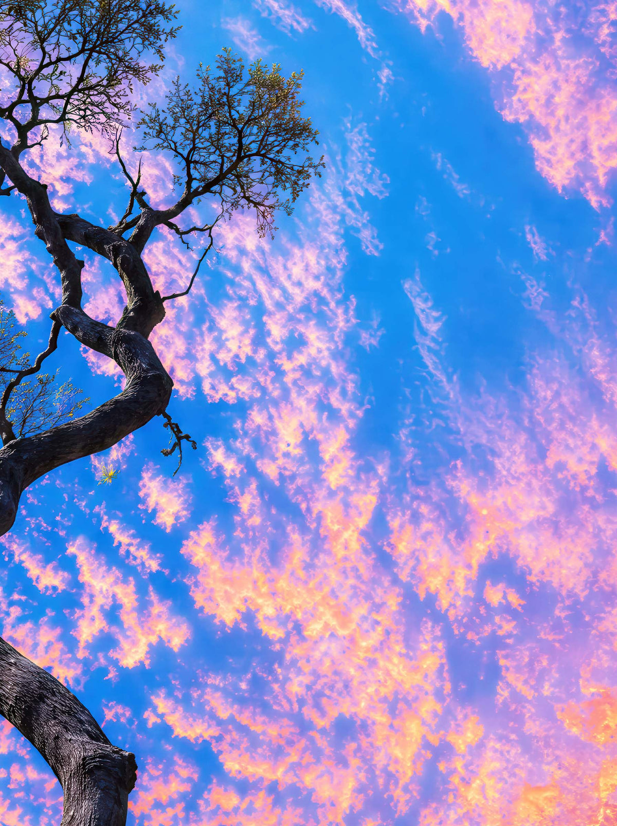 Sky in Motion